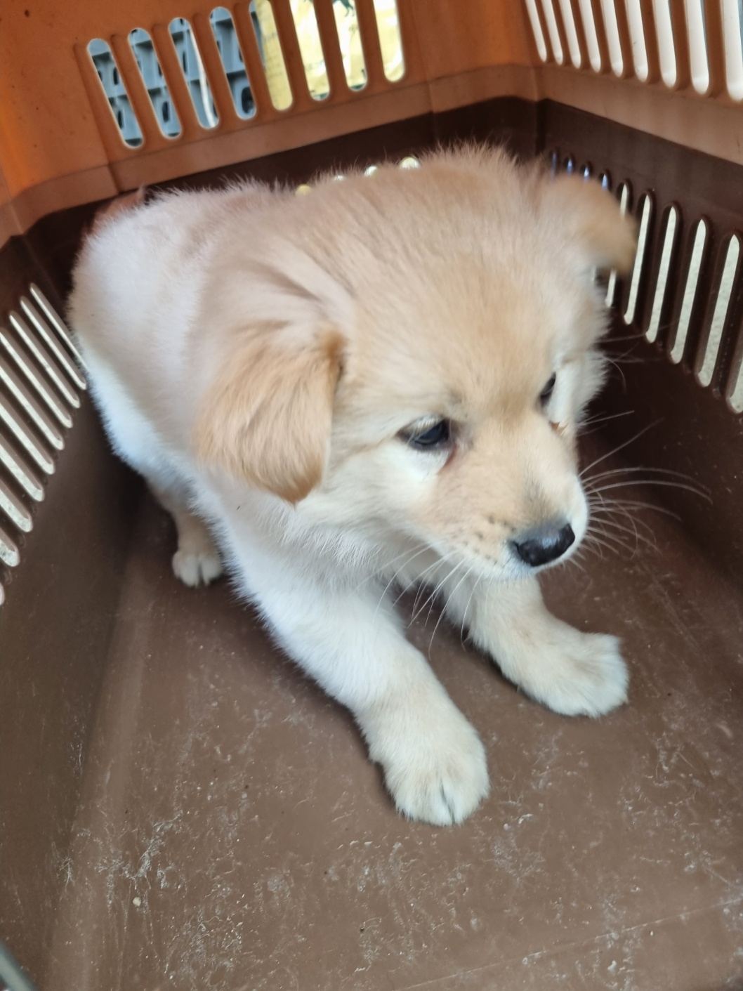 부안군 동물보호센터_445479202500504
